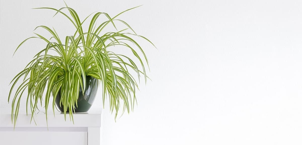 روش نگهداری و تکثیر گیاه گندمی در آپارتمان